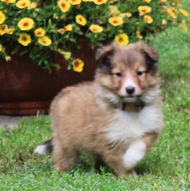 Newil Gold Modrý dukát